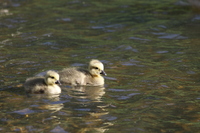 Goslings on the water