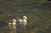 Goslings on the water