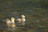 Goslings on the water