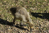 Gosling