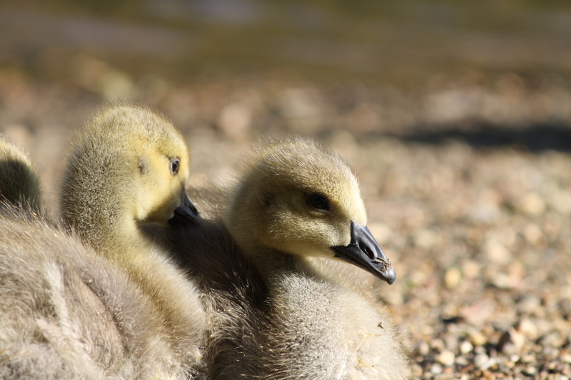 Gosling