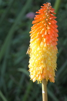 Insect on a Flower