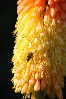 Insect on a Flower