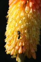 Insect on a Flower