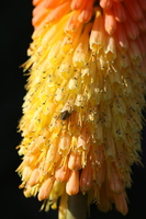 Insect on a Flower