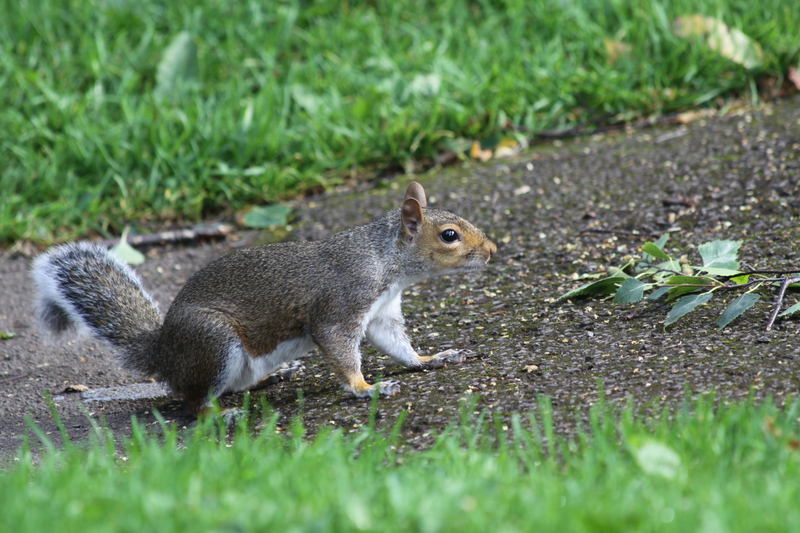 Squirrel on Brandon Hill