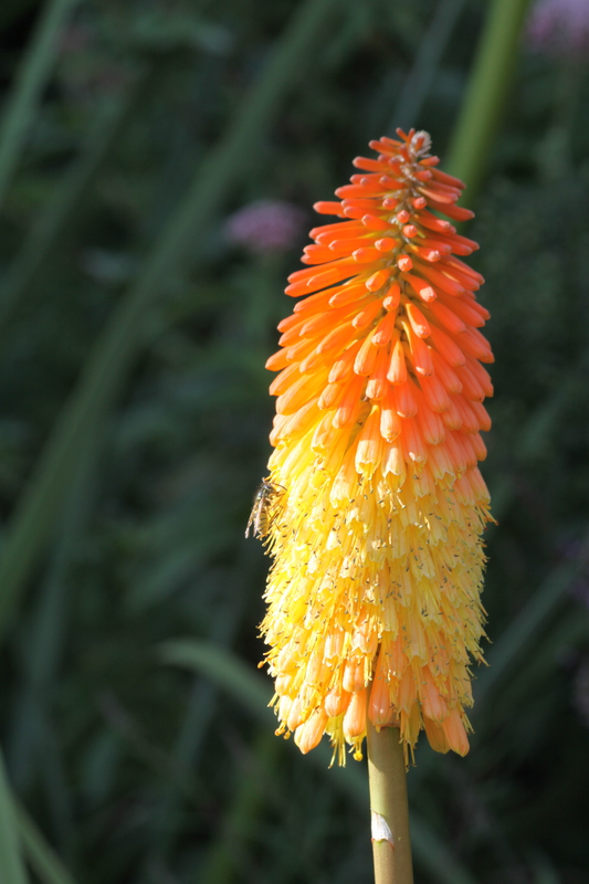 Insect on a Flower