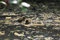 Ducklings in Vivary Park