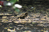 Ducklings in Vivary Park