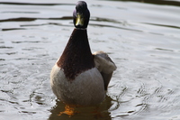 Angry Duck in Vivary Park