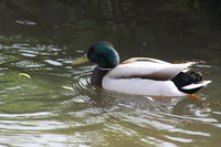 Duck in Vivary Park