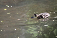 Duckling in Vivary Park
