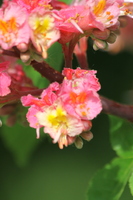 Horse Chestnut Blossom in Vivary Park