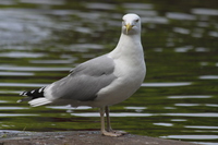 Gull in Vivary Park
