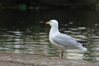 Gull in Vivary Park