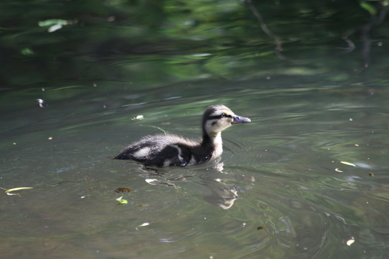 Duckling in Vivary Park