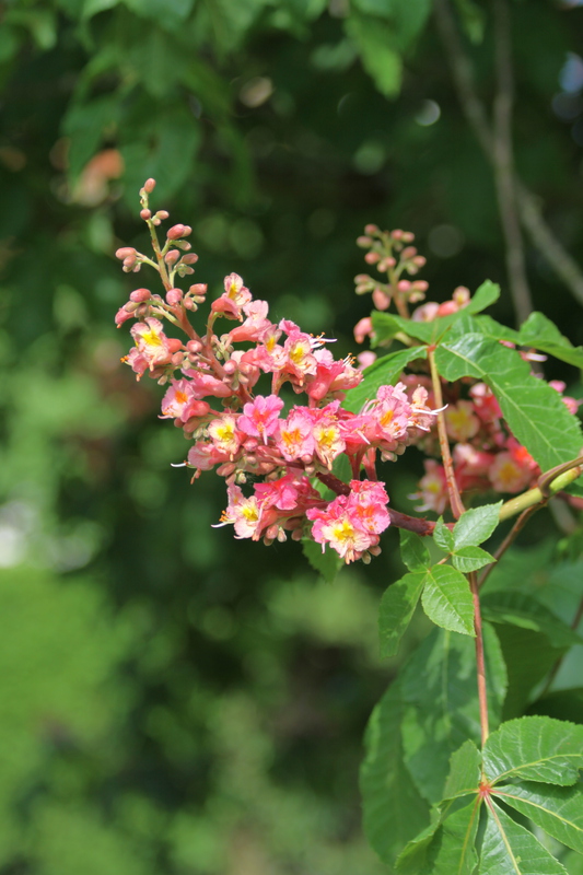 Horse Chestnut Blossom in Vivary Park