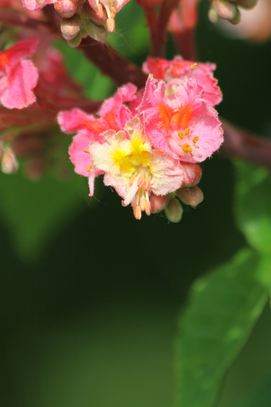 Horse Chestnut Blossom in Vivary Park